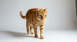 © Ramdan - Ginger cat walks isolated on white background