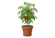 © Little - Vibrant tomato plant in a terracotta pot, showcasing ripe tomatoes against a neutral background