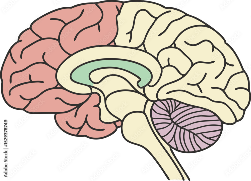 Human Brain Cross Section Anatomy Stock Vector | Adobe Stock