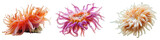 Three sea anemones close on transparent background