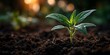 © horizon - Extreme close-up, low-angle macro photo captures a single vibrant green seedling sprouting from rich, dark soil, bathed in warm golden morning light.