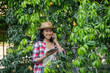 © sutlafk - Smart farming using modern technologies in agriculture. woman farmer with digital tablet computer, phone in farm marian plum using apps and internet, Marian plum, Marian mango. (mayongchid in Thai)