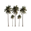 © CgDesign4U - Majestic Palm Trees on Transparent Background Tropical Paradise