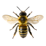 Detailed Honeybee Closeup Photography Showing Wing Texture and Body Hair against Black Background Ideal for Nature Science or Entomology Projects
