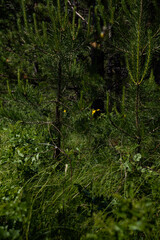 fern in the forest