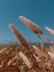 Aufkleber - Wheat Field Under Blue Sky, Representing Agricultural Sustainability and Rural Beauty for Travel and Environmental Awareness Campaigns : Generative AI