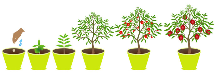 Wall Mural - Growth cycle of pomegranate plant in a pot on white background..eps