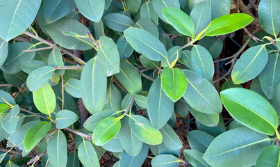Ficus rubiginosa or Port Jackson fig green troipcal plant leaves close up nature background for design.