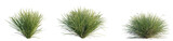 Carex praegracilis Tree 4k png cutout transparent background