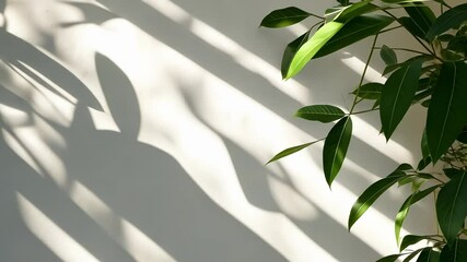 Aufkleber - Plant interplay casting shadows on a white wall, creating an aesthetically pleasing copy of light and shadow leaves space