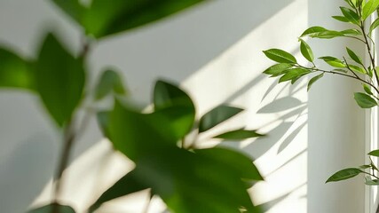Aufkleber - Blurred Plant leaves casting shadows on a white wall, creating an aesthetically pleasing interplay of light and shadow copy space abstract background