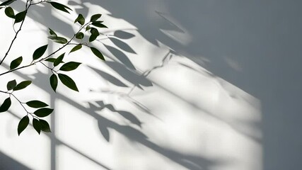 Poster - Sunlight minimalist casting shadows of leaves on a white wall, creating a peaceful and is aesthetic background