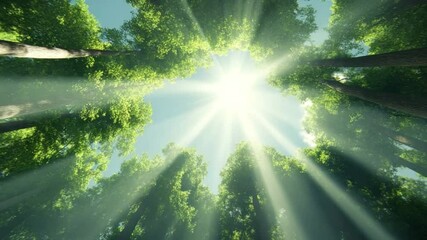 Poster - Sunlit Canopy: A low-angle perspective captures the radiant sunlight filtering through the vibrant green canopy of a towering forest, creating a sense of awe and the beauty of natural light.