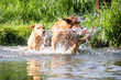 © A Photo - Labrador Dog Playing in Water