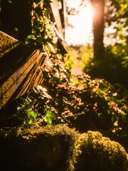 Wall Mural - A wooden fence with a path in between. The path is lined with trees and leaves. The sun is shining through the trees, creating a warm and inviting atmosphere. Hot season mood and vibe.