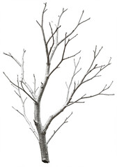 Leinwandbilder - Bare tree branch isolated on white background