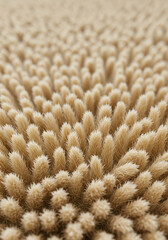 Leinwandbilder - Beige textured surface abstract background