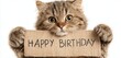 © Muhammad Muqeet - A fluffy tabby cat holding a happy birthday sign with its paws on a white background in a studio shot