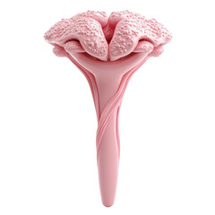 Poster - Abstract Pink Flower Buds Detailed 3D Rendering Unique Artistic Style Soft on transparent background
