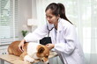 © Pang - A smiling veterinarian and nurse examine a golden retriever during a medical appointment at an animal hospital, providing professional pet care.