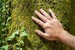 © robsonphoto - A man's hand touches a sunny beech trunk covered in moss and ivy. Concept ecoology and people.