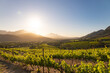 © Sea_Inside_Soul - Wine farm. Vineyard landscape at sunset with mountains. Stellenbosch, South Africa. vine grapes rows