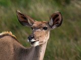 Weibliches Kudu 