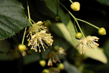 Wall Mural - Linden Tree blossoming in june close up