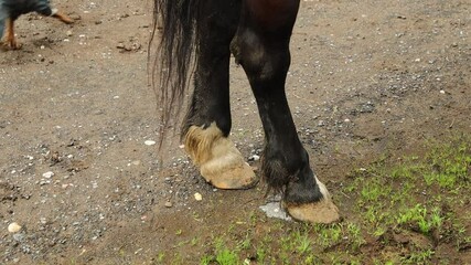 Poster - A close-up view of a horse's hooves and feet, highlighting their texture and detail