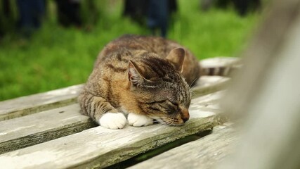Aufkleber - A domestic cat resting on a wooden bench, likely in a home or garden setting