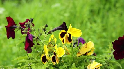 Poster - Fresh bouquet of blooming flowers growing in a natural setting