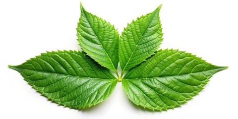 Wall Mural - green leaf with four pointed tips