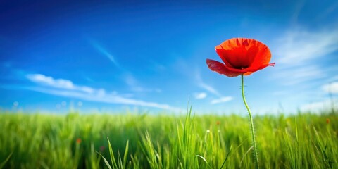 Wall Mural - A solitary poppy in a field of green grass with a blue sky above
