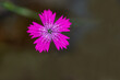 © mylasa - Single flower kartas pink, Dianthus deltoides. Wild Carnation .. Carnation travyanka.
