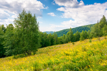 Wall Mural - landscape with forest on the hill in summer. beautiful scenery with trees under blue sky with white 