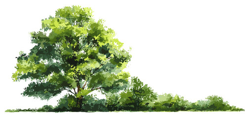 Green watercolor tree vector for garden section, isolated side view shrub on white, forest foliage for architecture drawing, natural element, landscape vector illustration, flora artwork.
