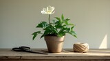Blooming white gardenia in terracotta pot, black scissors, jute, and wooden box placed over a white background.