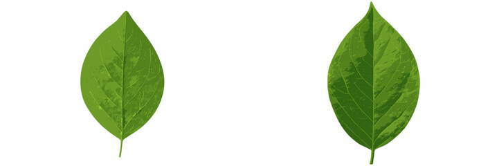 Poster - Two green leaves displayed side by side showing fine details of texture and shape under bright lighting