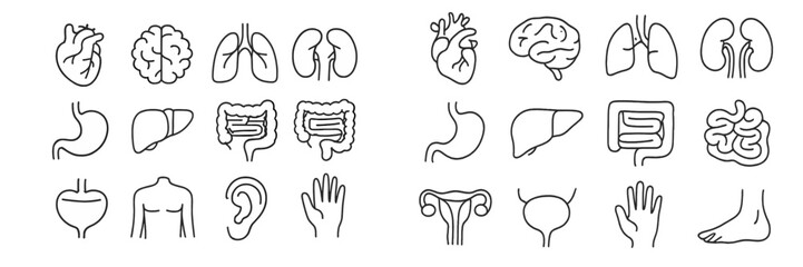 Aufkleber - Human anatomy illustration displaying vital organs and body parts in a simple line art style for educational purposes