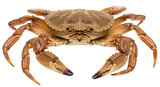 Isolated Crab