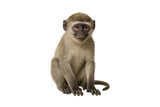 Cute young vervet monkey sitting calmly on white isolated background, adorable wildlife animal portrait, perfect for educational and nature projects