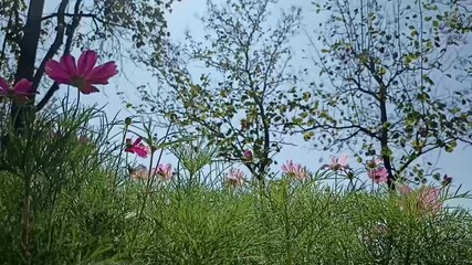 Wall Mural - blooming pink cosmos flower meadow in garden park