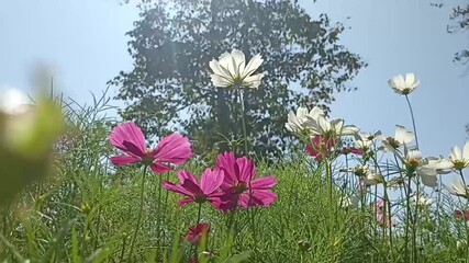 Wall Mural - blooming pink cosmos flower meadow in garden park