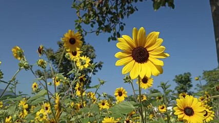 Wall Mural - blooming sunflower flower field in garden