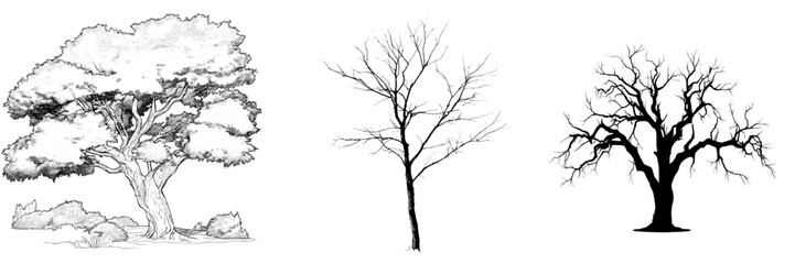 A tree's collection is shown in silhouette form against a white backdrop