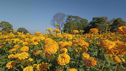 Wall Mural - yellow blooming zinnia flower in garden