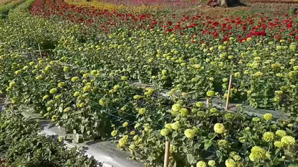 Wall Mural - yellow red blooming zinnia flower in garden