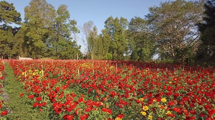 Wall Mural - yellow red blooming zinnia flower in garden