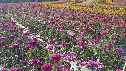 Wall Mural - colorful blooming zinnia flower in garden