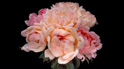 Wall Mural - Amazing yellow pink Peony flower background. Wedding backdrop, Valentine's Day concept. Mother's day, Holiday, Love, birthday